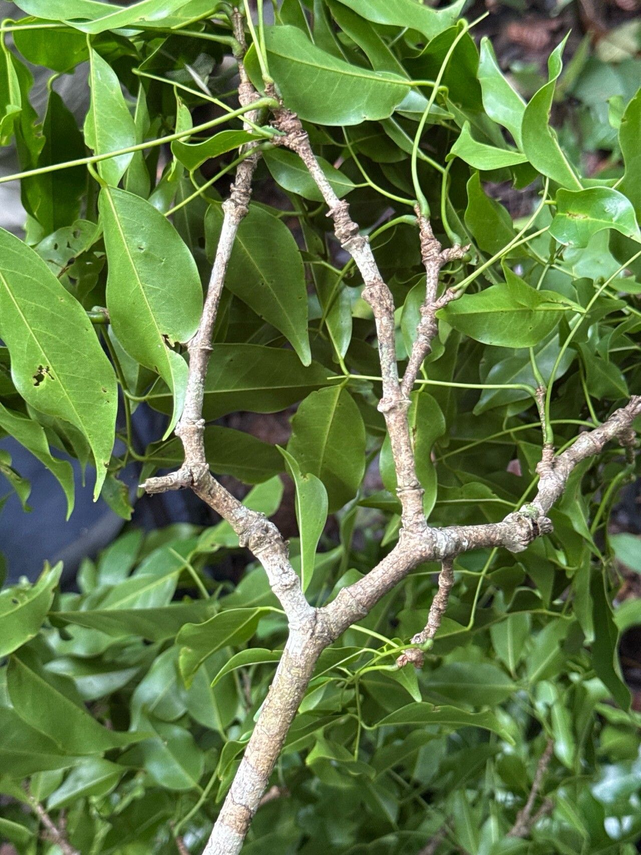 Platymiscium dimorphandrum bark
