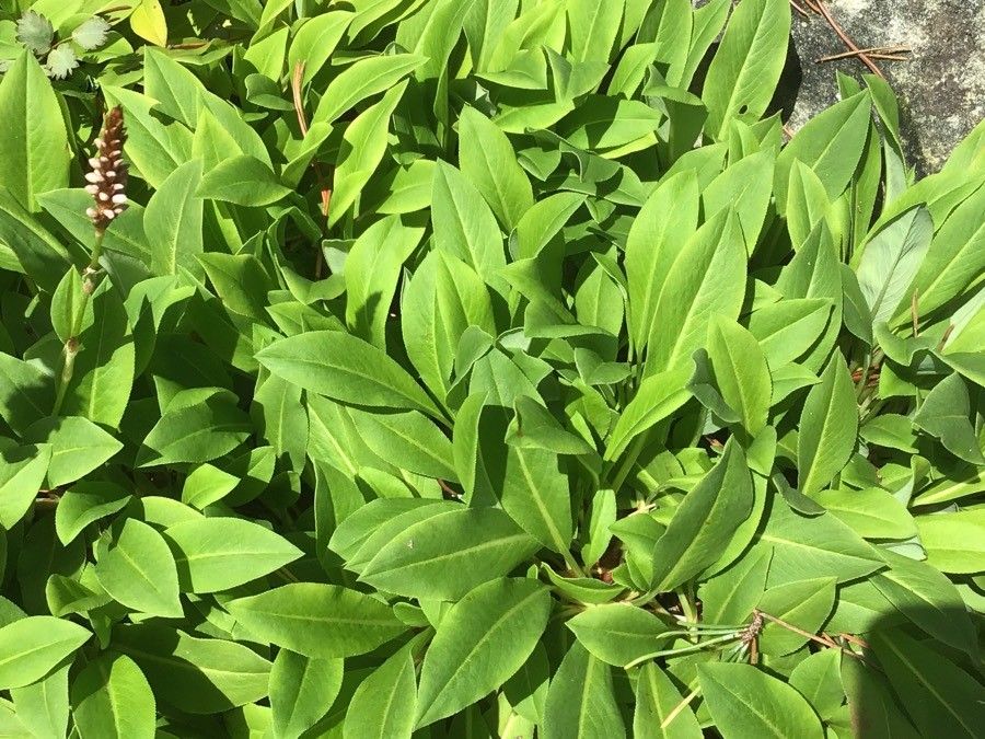 Persicaria vivipara — search result for 'Bistorta'