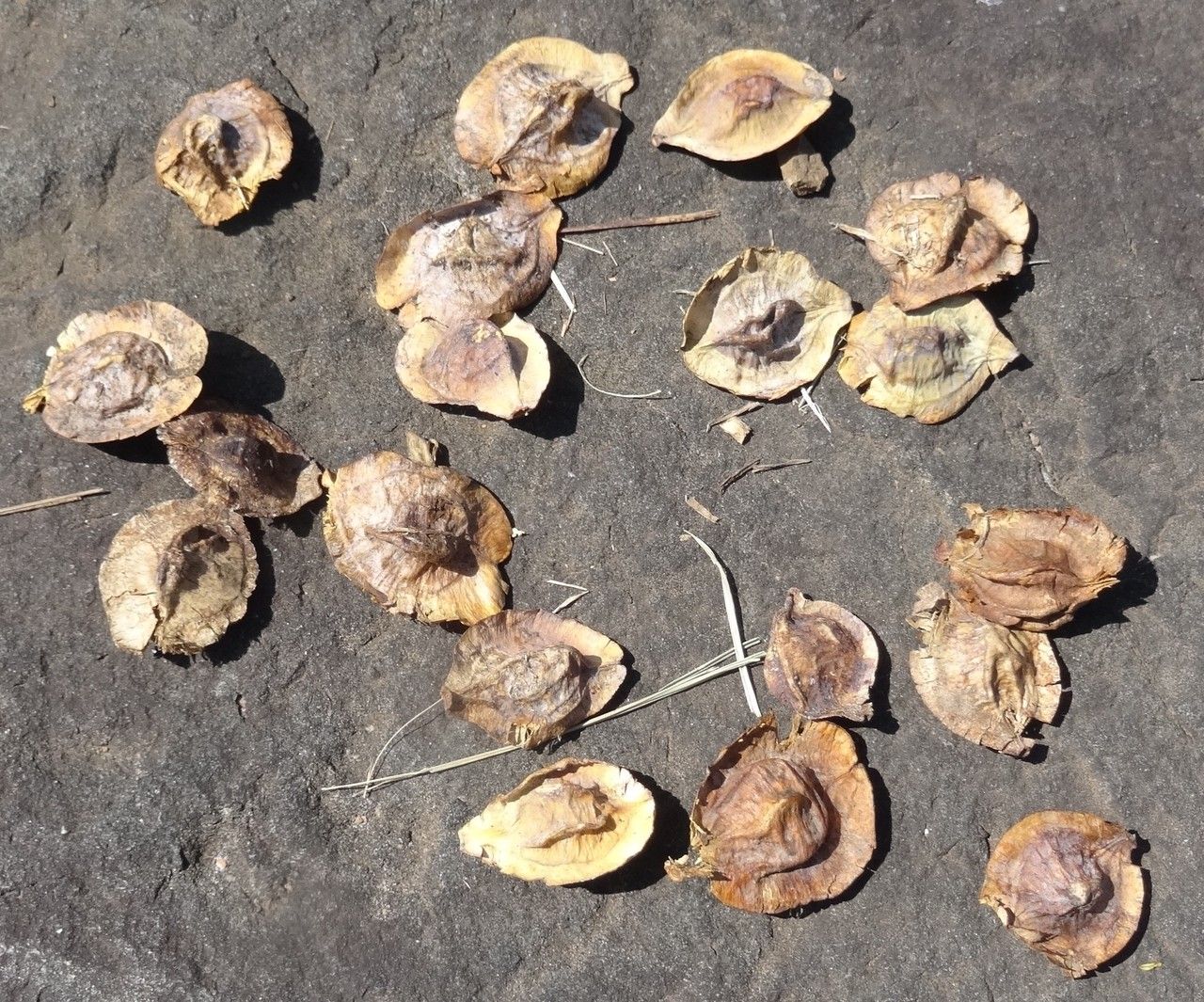 Terminalia novocaledonica fruit