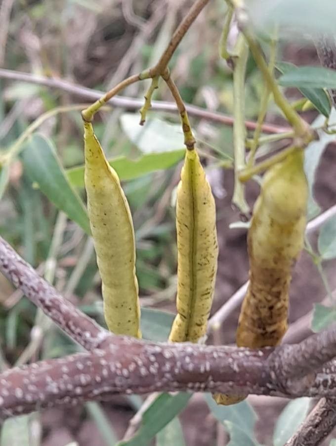 Senna corymbosa fruit
