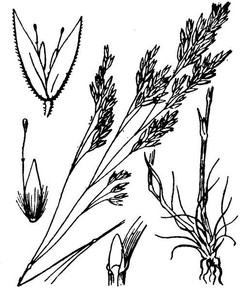 Corynephorus articulatus other