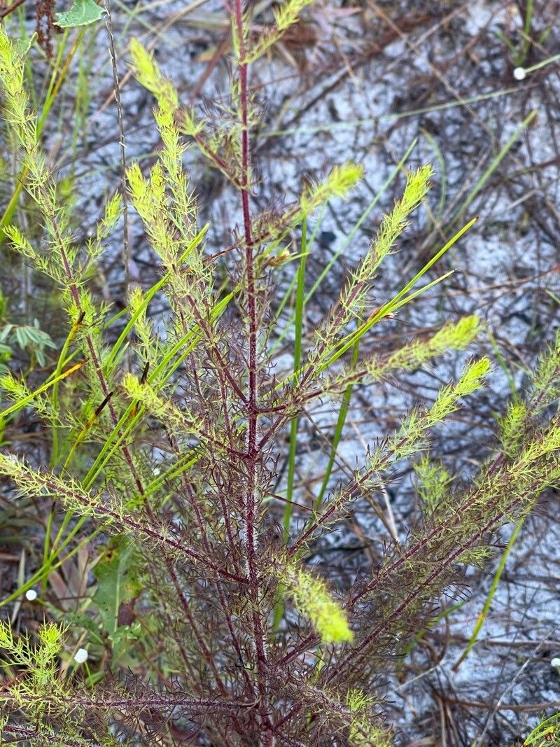 Seymeria cassioides — search result for 'Senna'