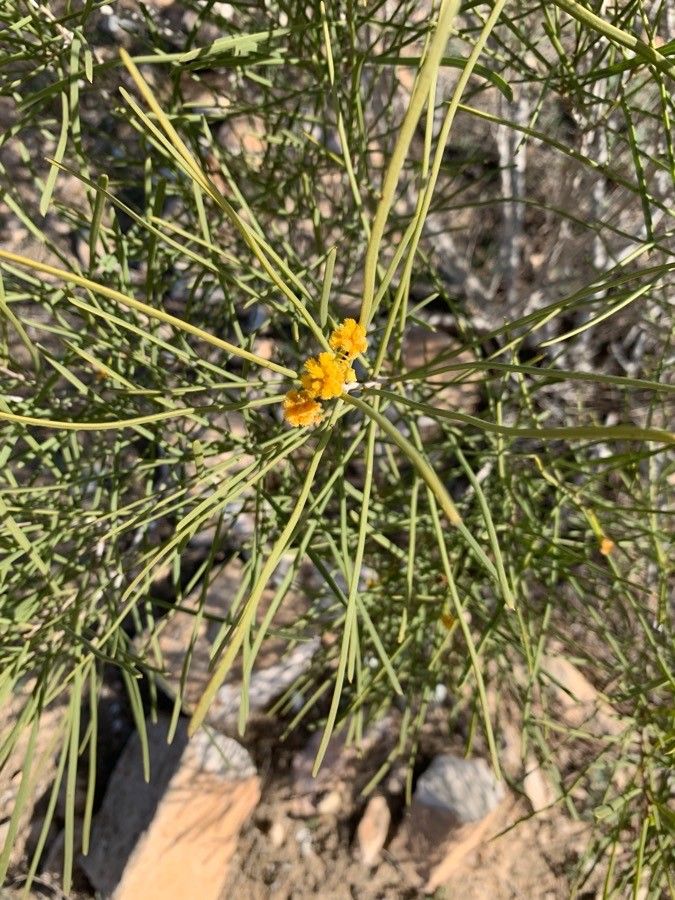 Acacia sclerosperma flower