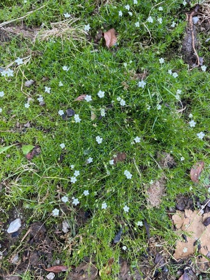 Sagina pilifera — search result for 'Sagina'