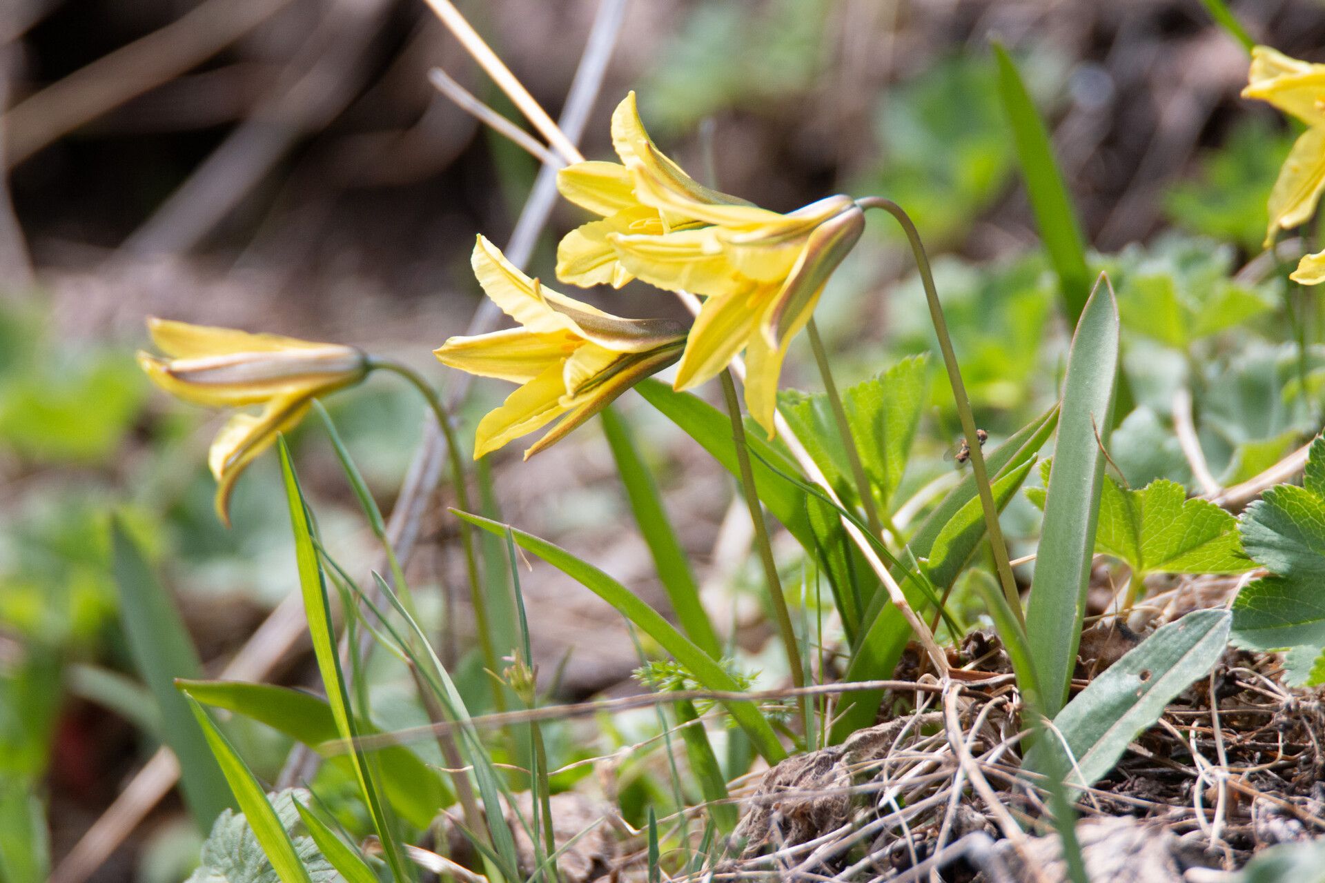 Tulipa heterophylla — search result for 'Tulipa'