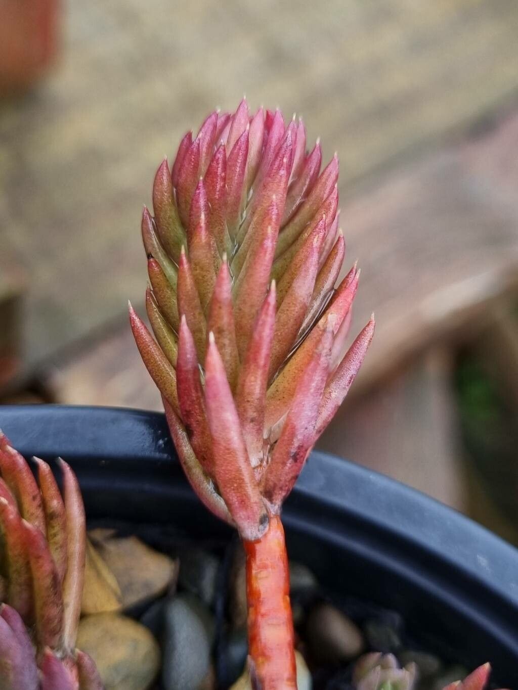 Petrosedum ochroleucum — related species from the same genus