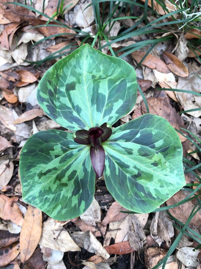 Trillium maculatum — search result for 'Trillium'