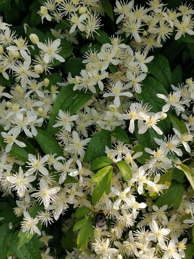Clematis apiifolia flower