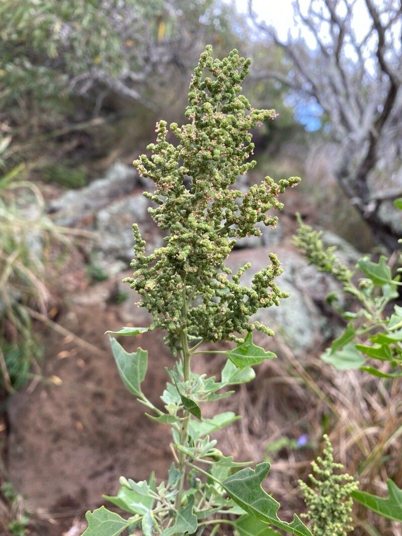 Chenopodium oahuense flower