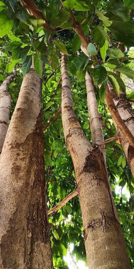 Scaphium scaphigerum bark