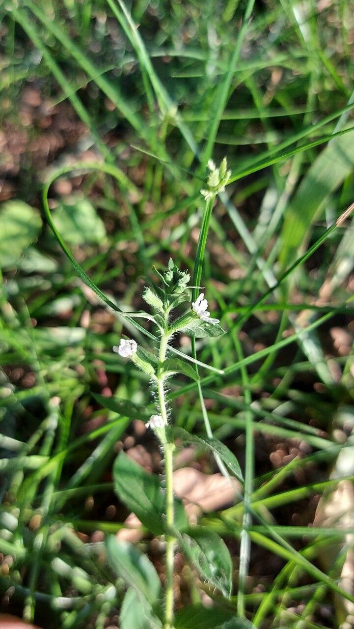 Cuphea calophylla flower