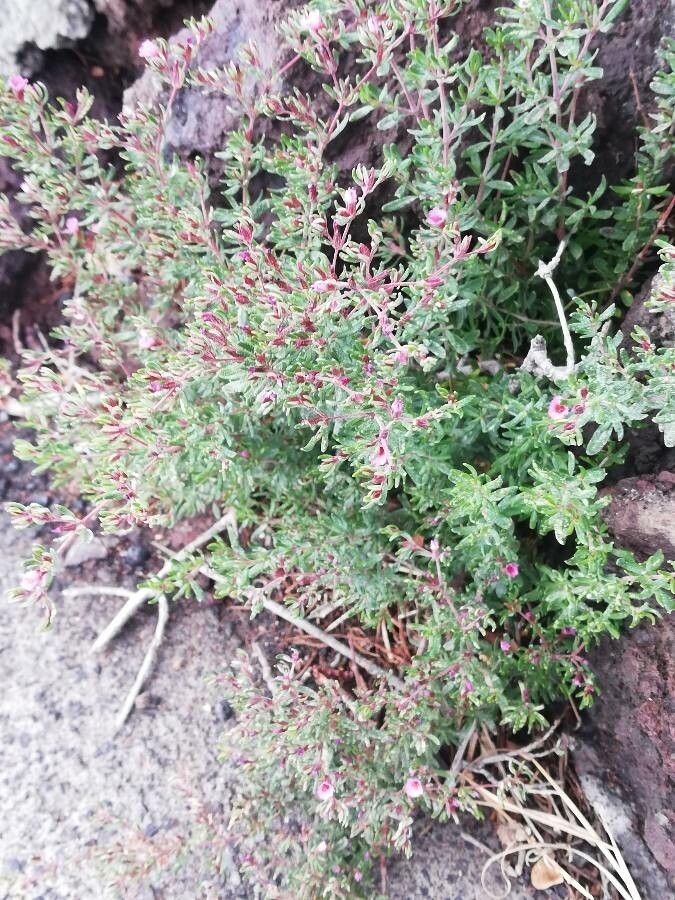 Frankenia ericifolia leaf