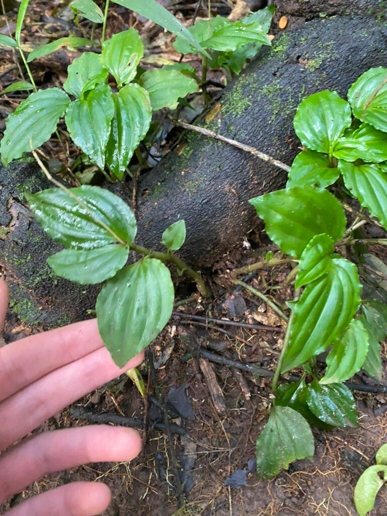 Malaxis prorepens leaf