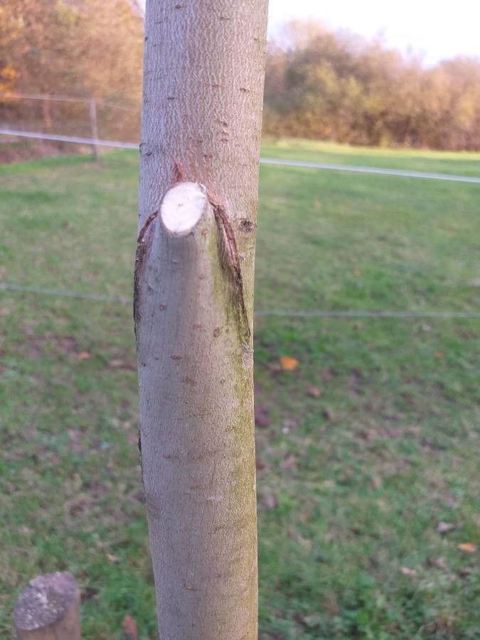 Salix euxina — cold hardy houseplant