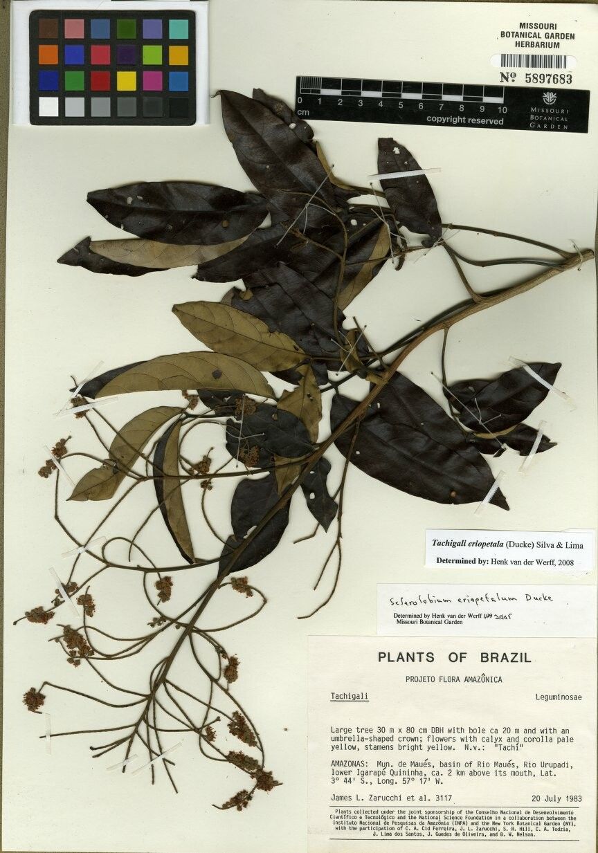 Tachigali eriopetala — houseplant care guide