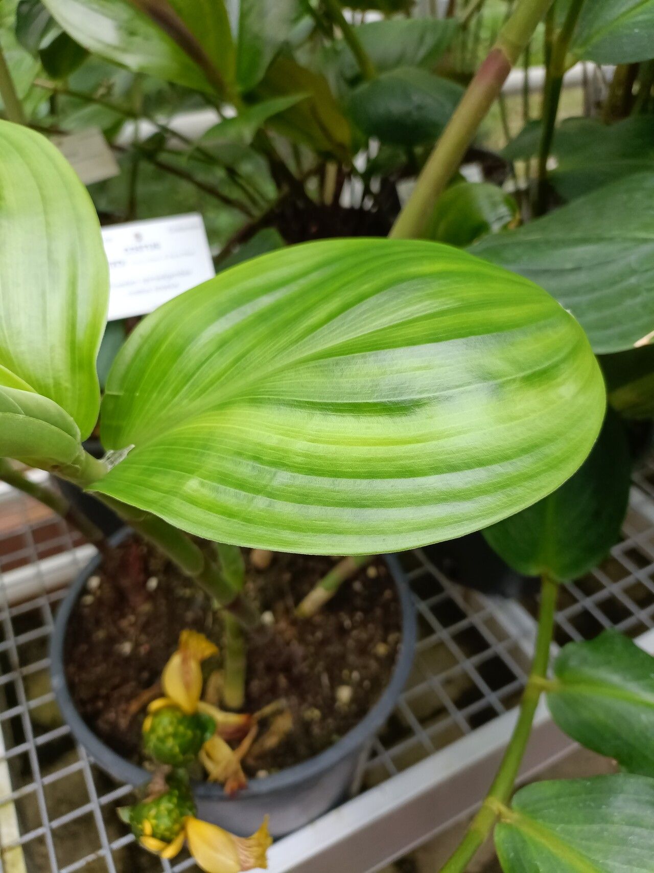 Costus dirzoi — houseplant care guide