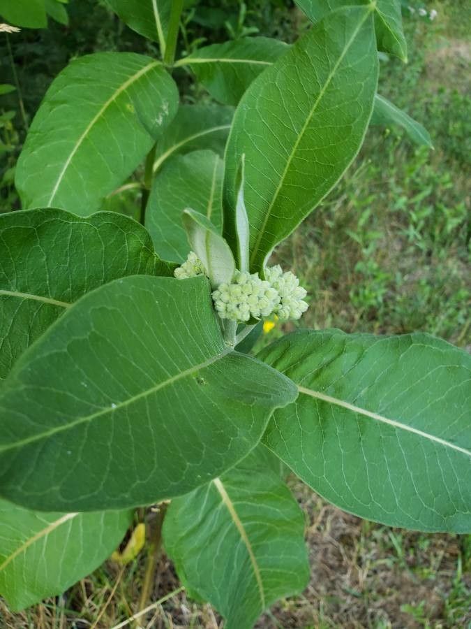 Asclepias viridiflora leaf