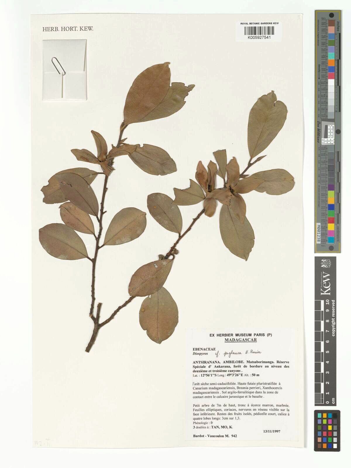 Diospyros perglauca — houseplant care guide