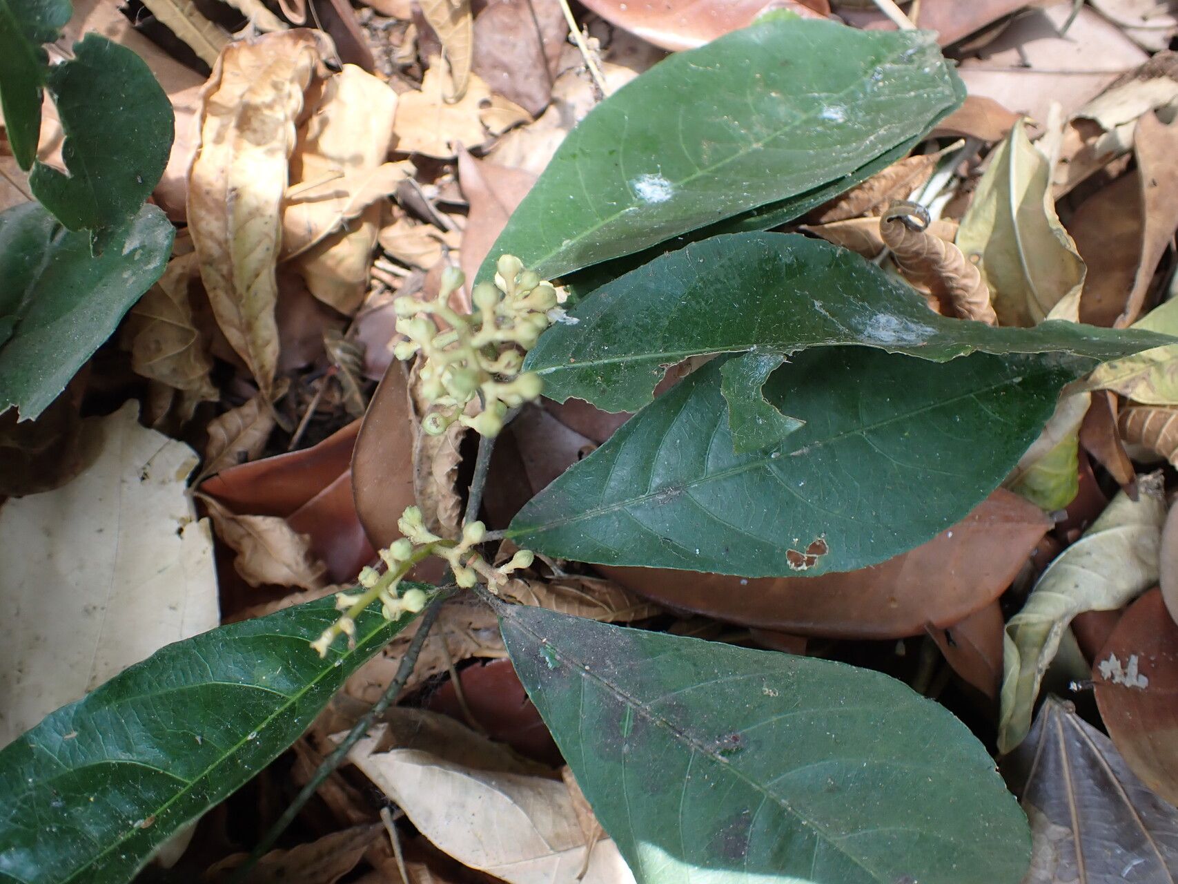 Rinorea batesii — houseplant care guide