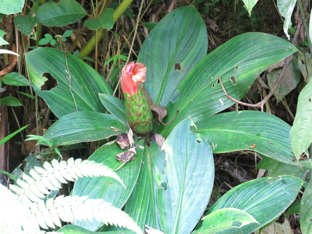 Costus amazonicus — related species from the same genus