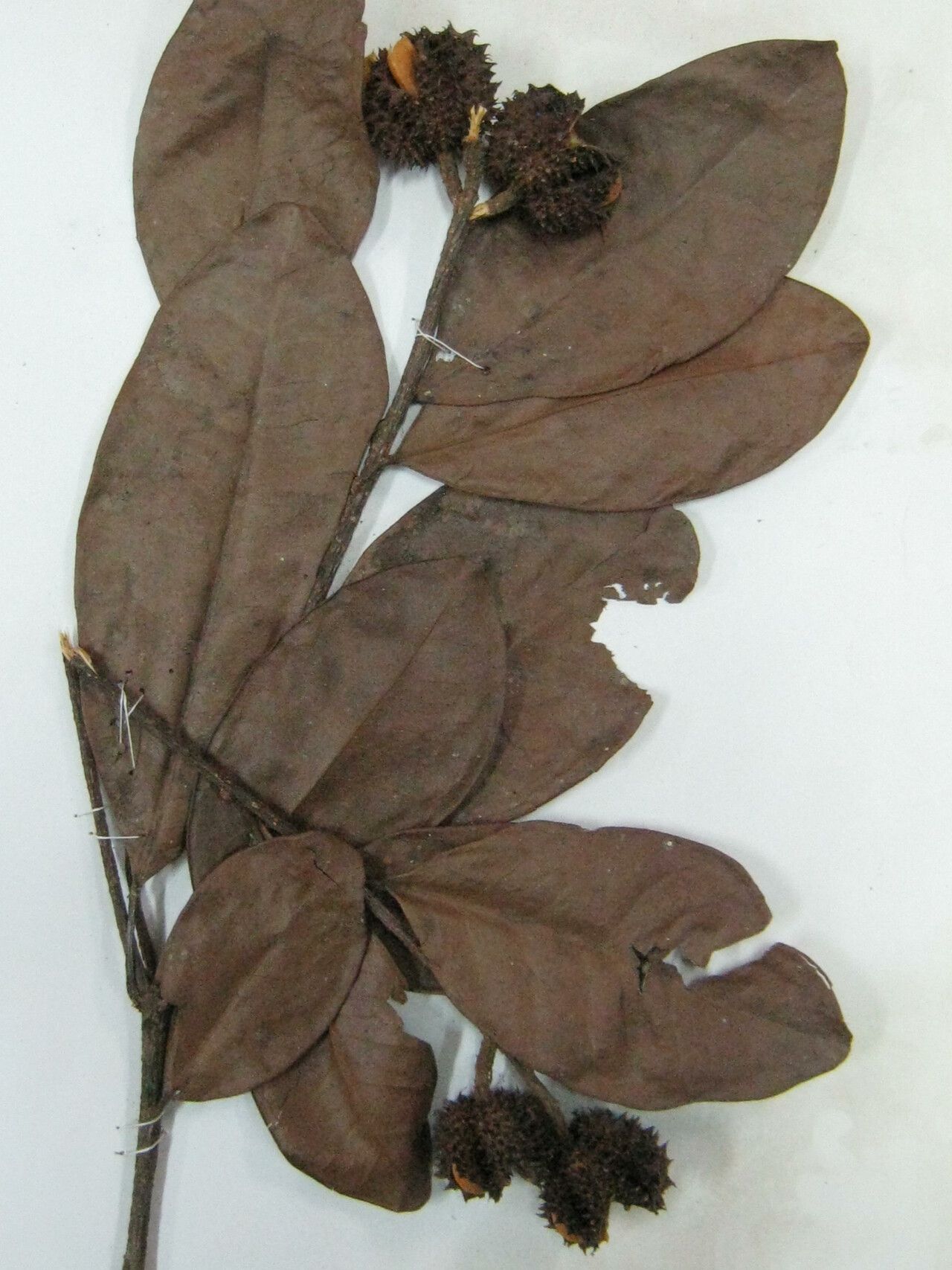 Esenbeckia grandiflora — related species from the same genus