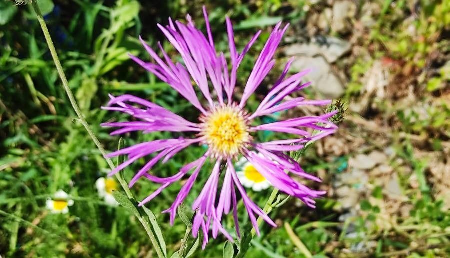 Volutaria muricata — houseplant care guide