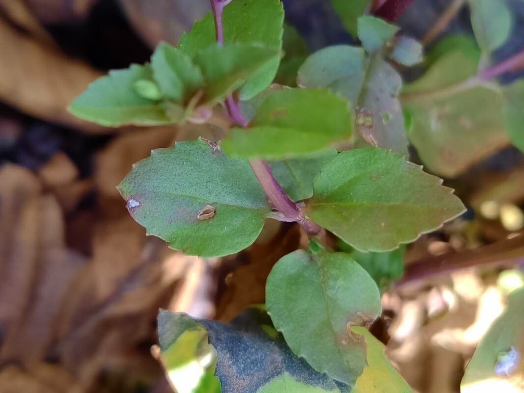 Veronica scardica — houseplant care guide