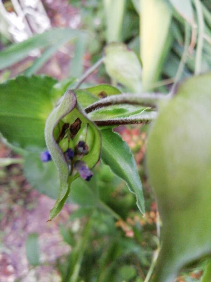 Commelina coelestis fruit
