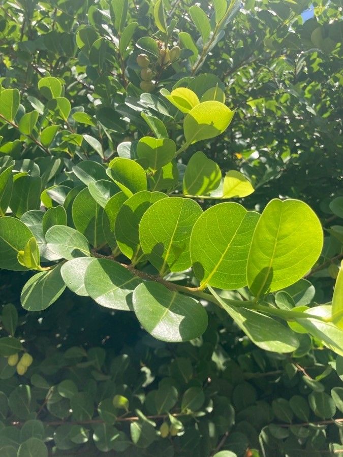 Chrysobalanus icaco leaf