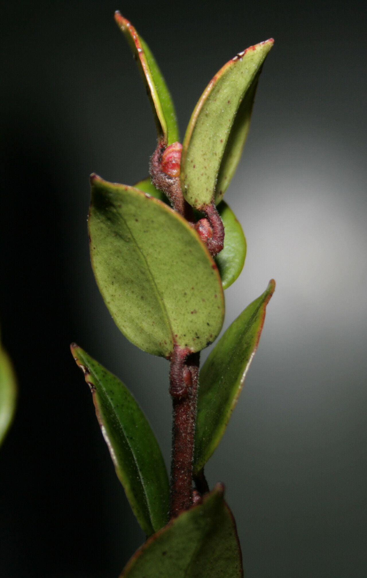 Vaccinium obedii — search result for 'Vaccinium'