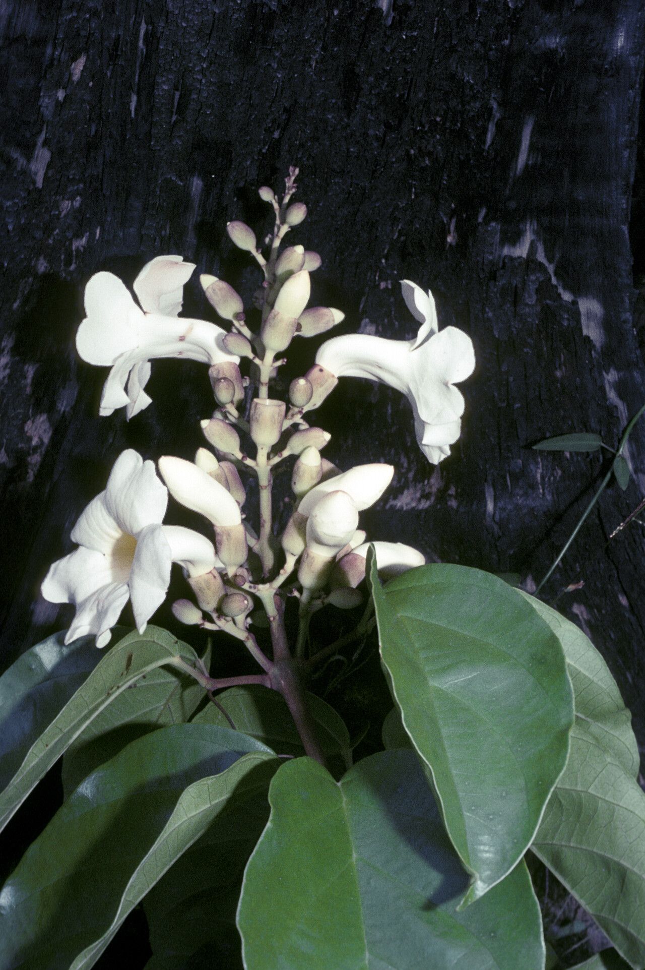 Amphilophium magnoliifolium — houseplant care guide