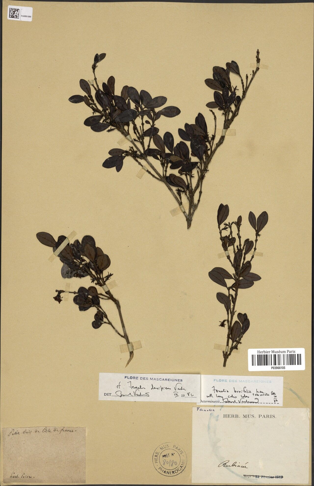Fernelia decipiens — related species from the same genus