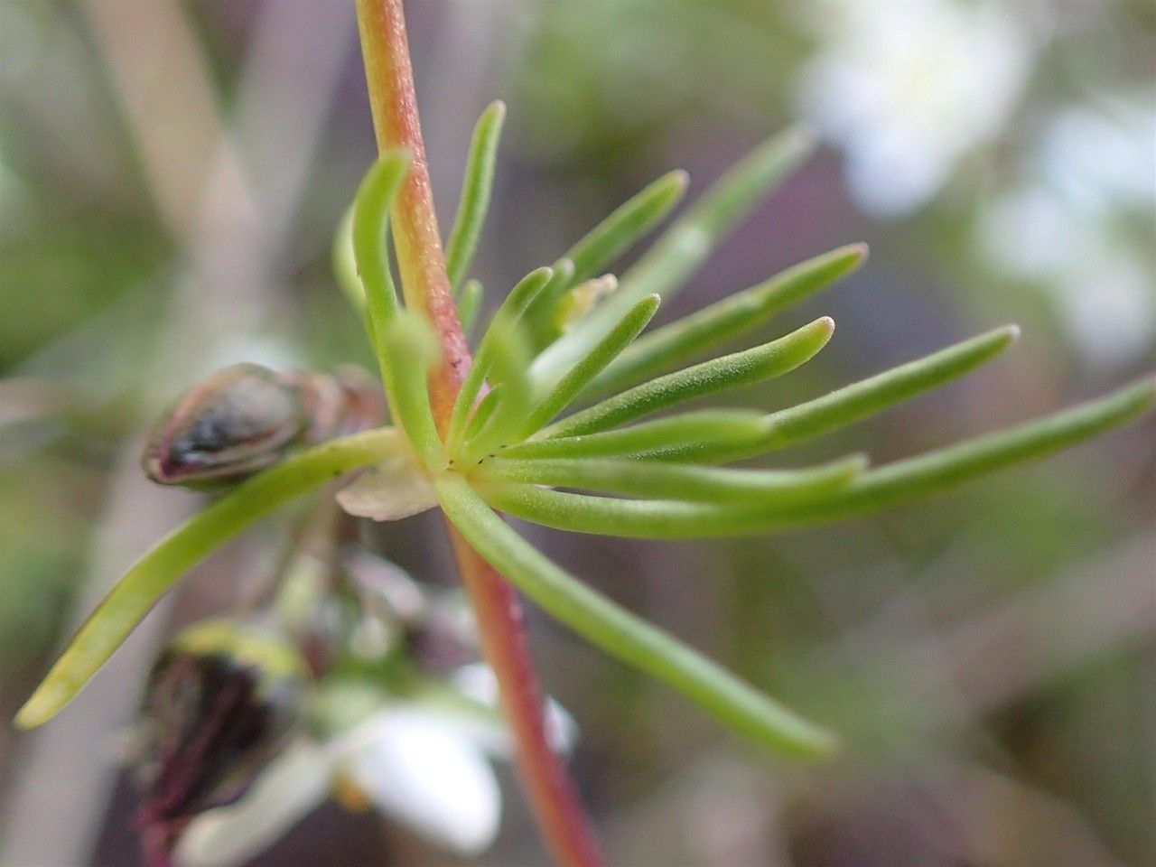 Spergula arvensis fruit