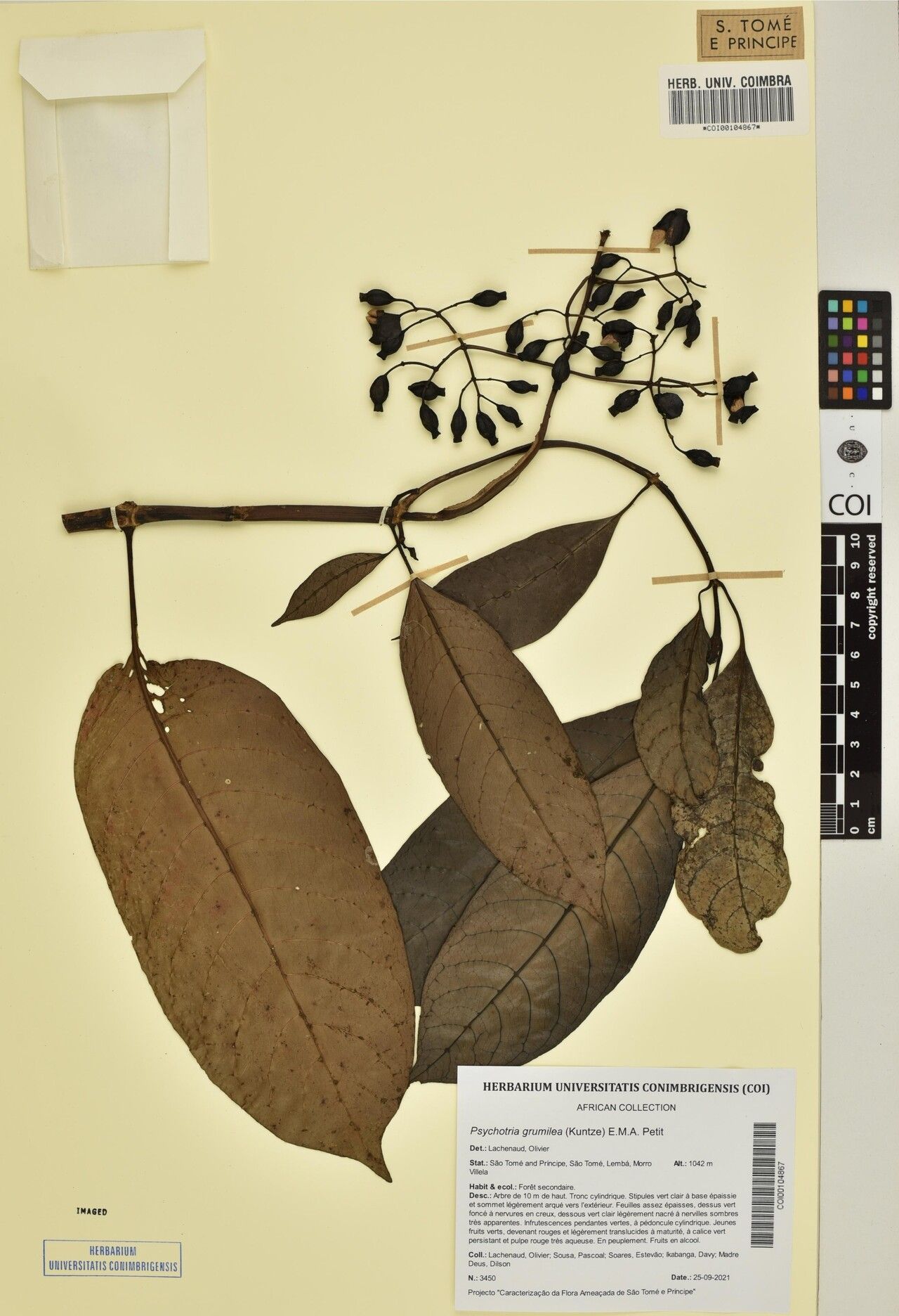 Psychotria grumilia — houseplant care guide