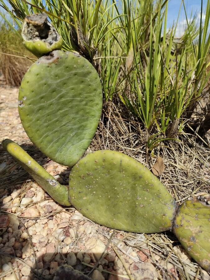 Tacinga inamoena leaf