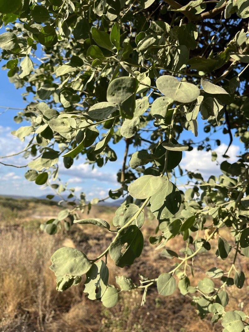 Cadaba linearifolia — houseplant care guide