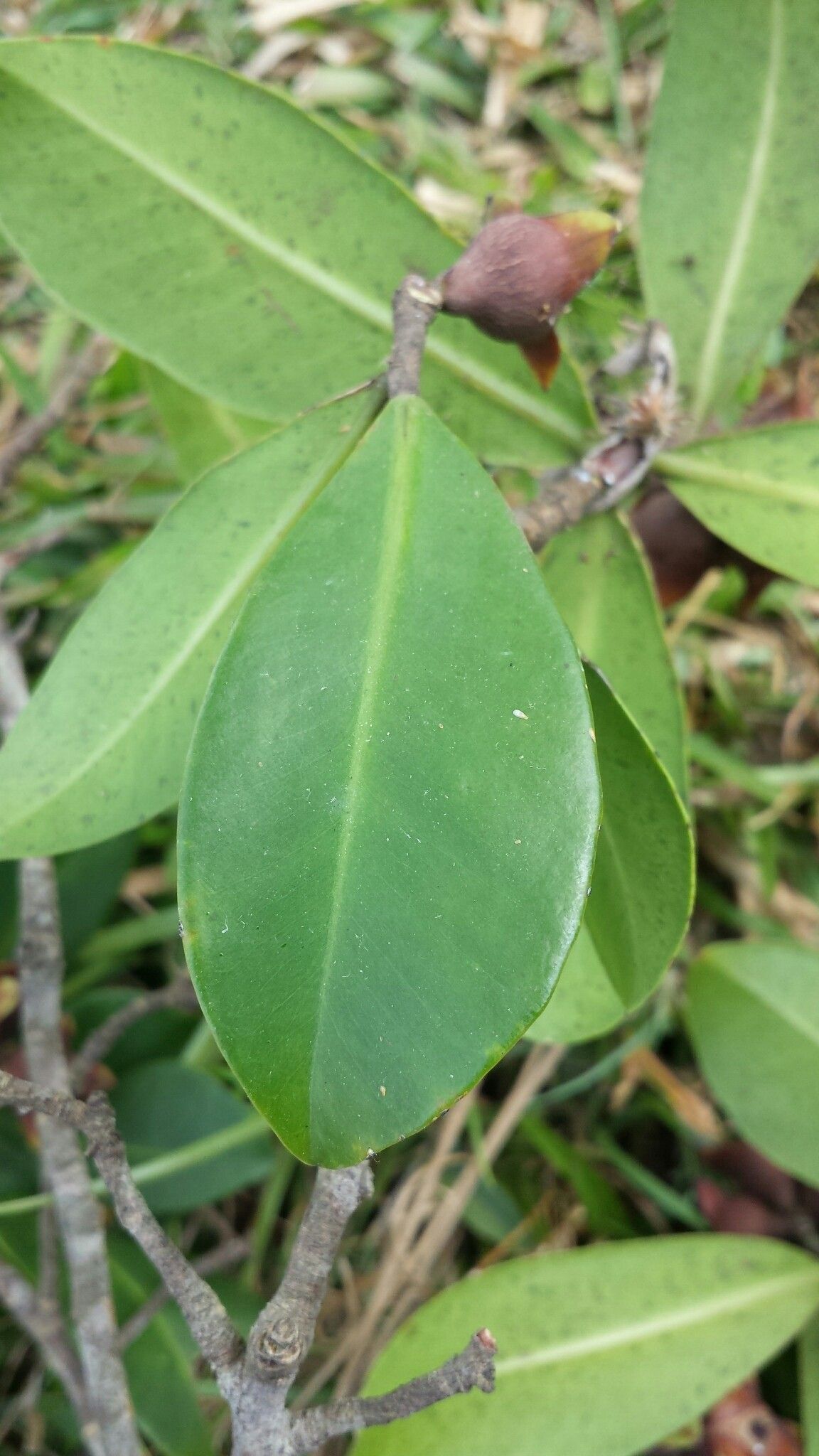 Foetidia obliqua leaf