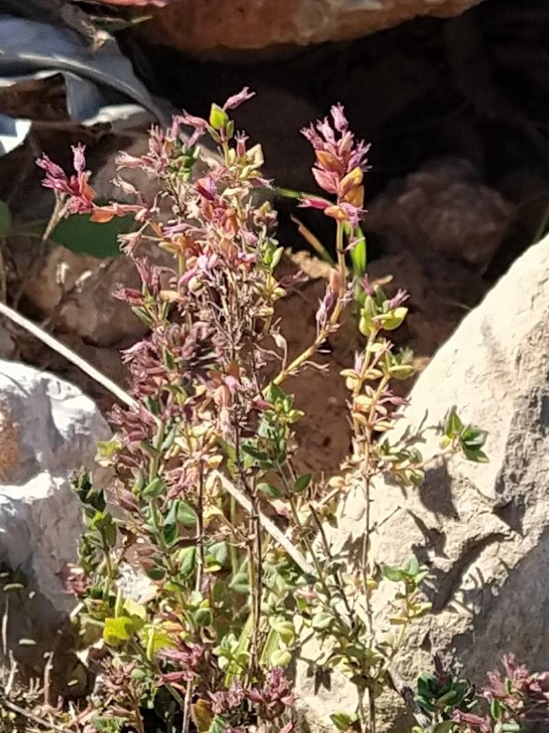 Micromeria microphylla flower