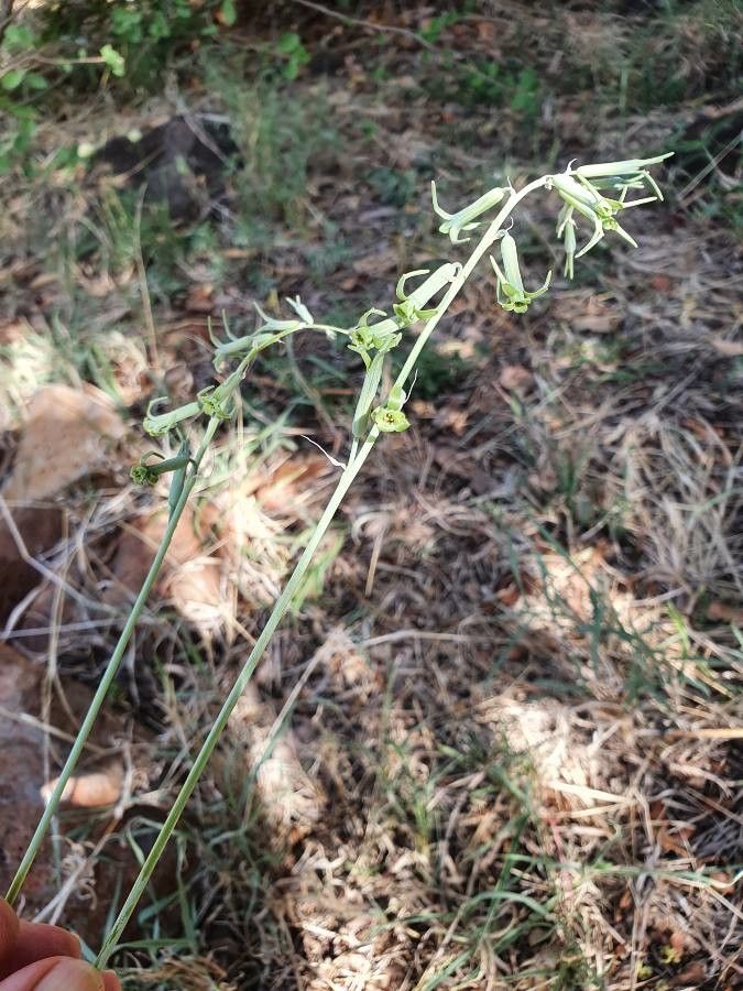 Dipcadi viride flower