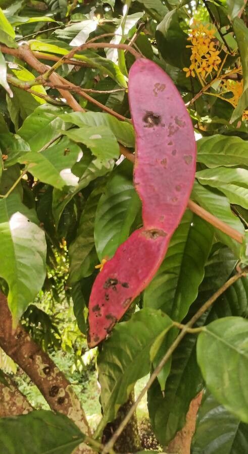 Saraca indica fruit