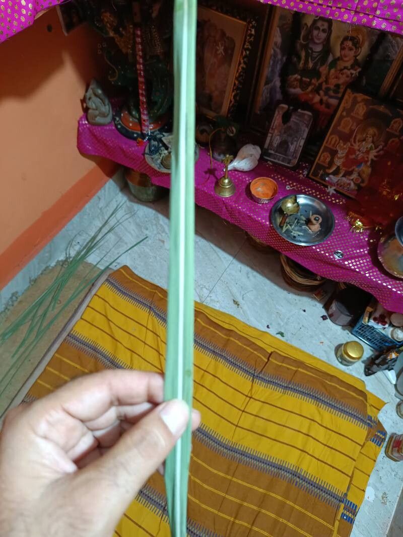 Desmostachya bipinnata — related species from the same genus