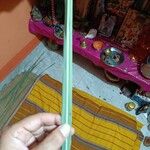 Desmostachya bipinnata