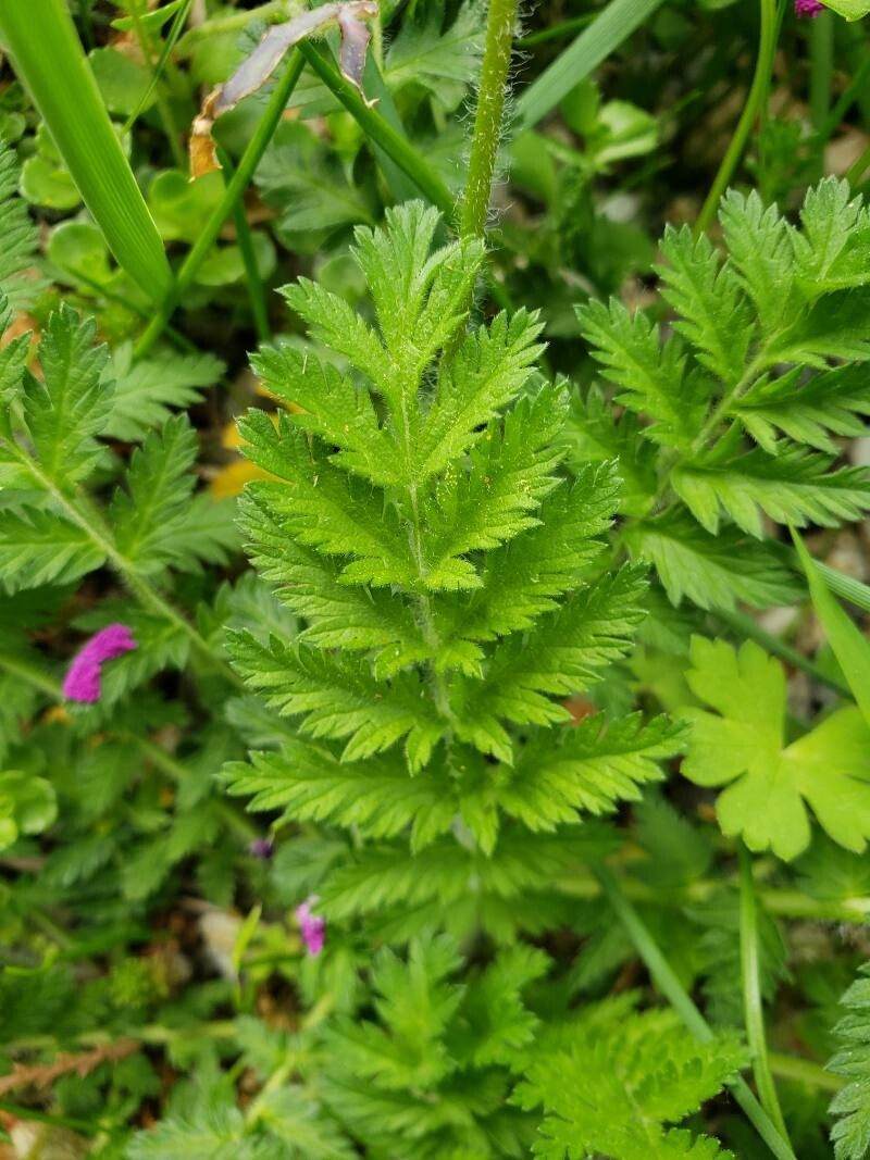 Erodium manescavi — search result for 'Erodium'