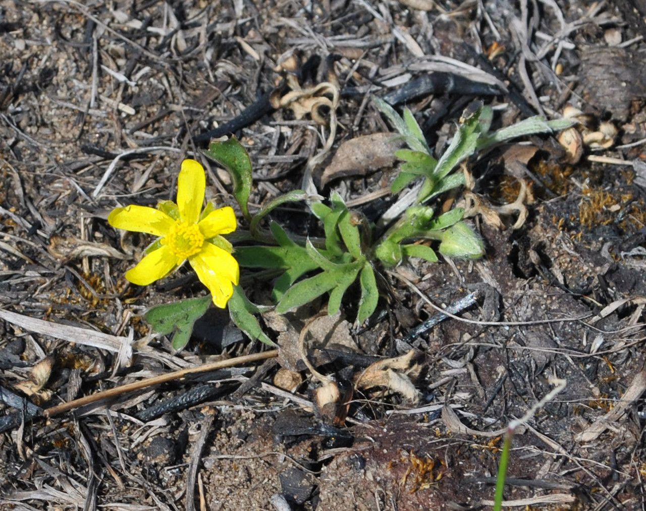 Ranunculus fascicularis habit