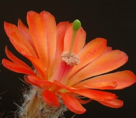 Echinocereus acifer flower