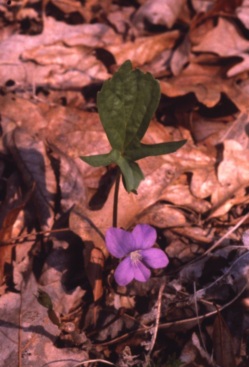 Viola pedatifida habit
