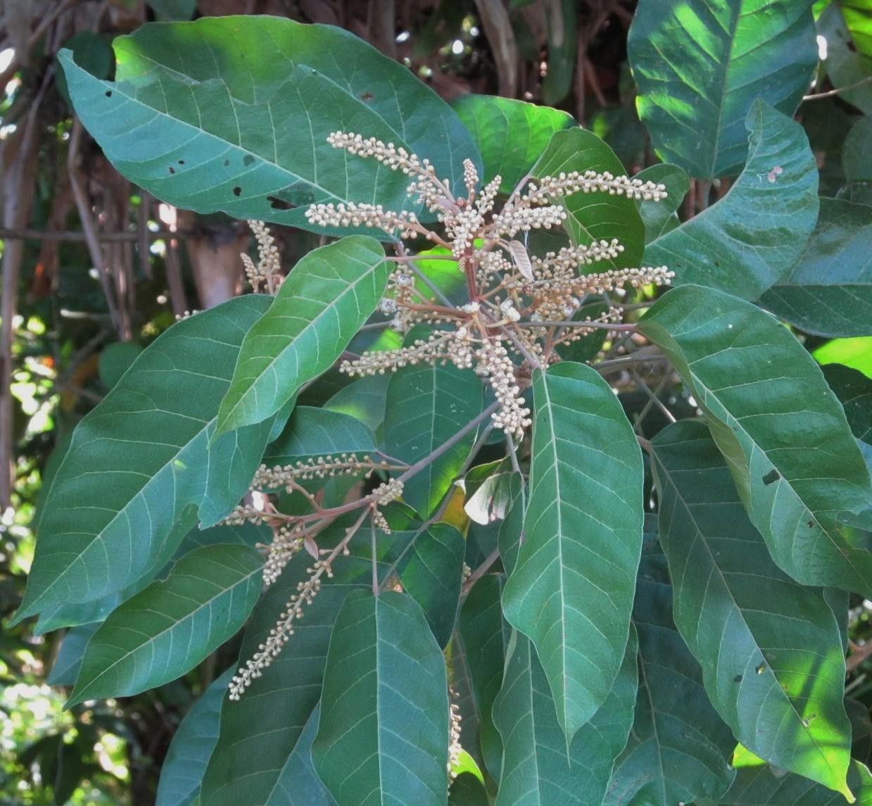Croton tenuicaudatus other