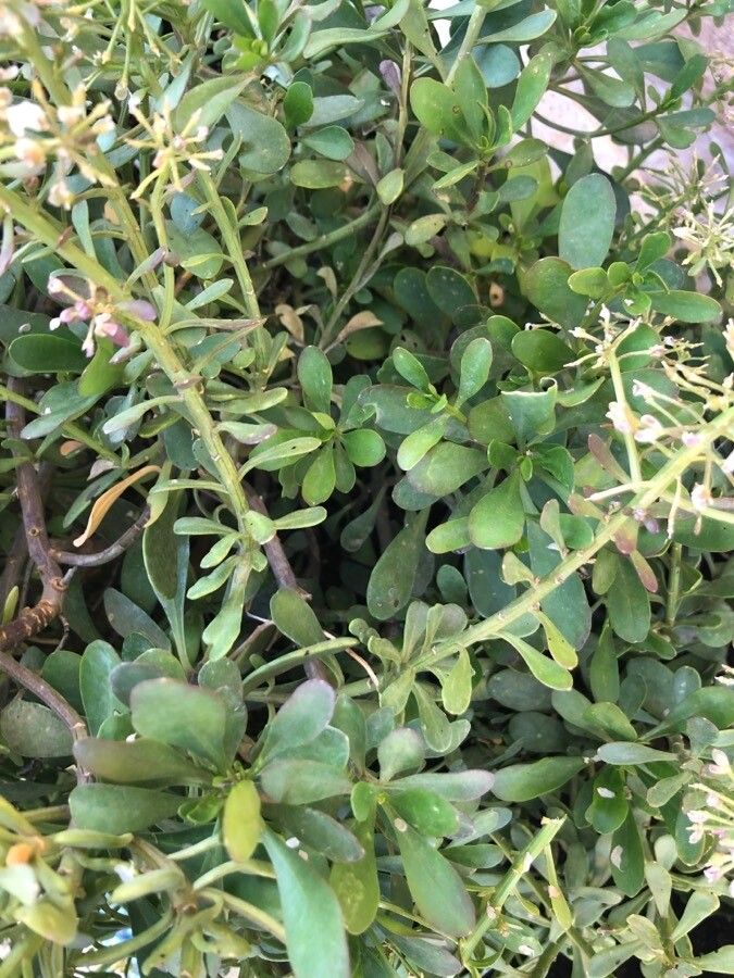 Iberis carnosa — search result for 'Iberis'