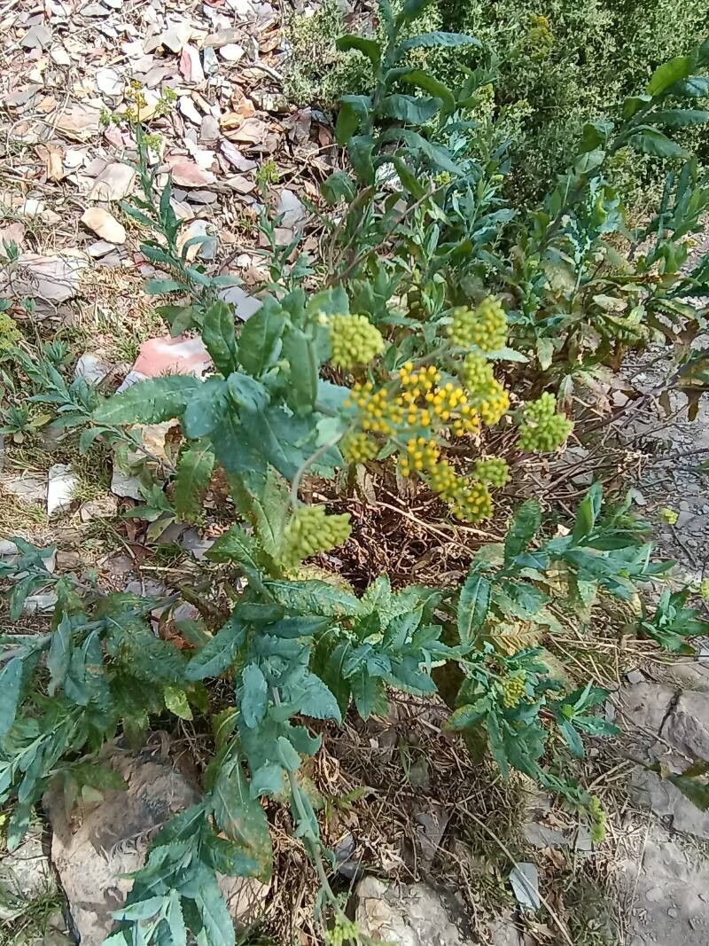 Senecio odoratus — houseplant care guide