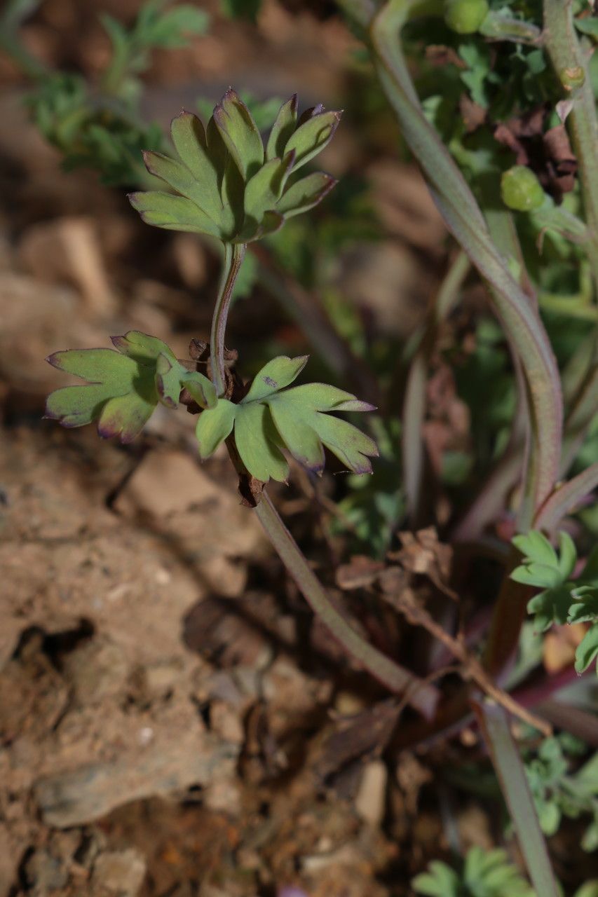 Fumaria atlantica — related species from the same genus